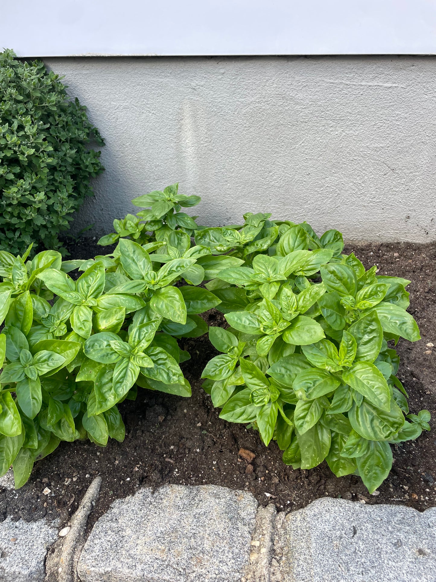 Italian Basil Seeds - Non GMO Organic Seeds - Herb Garden Seeds
