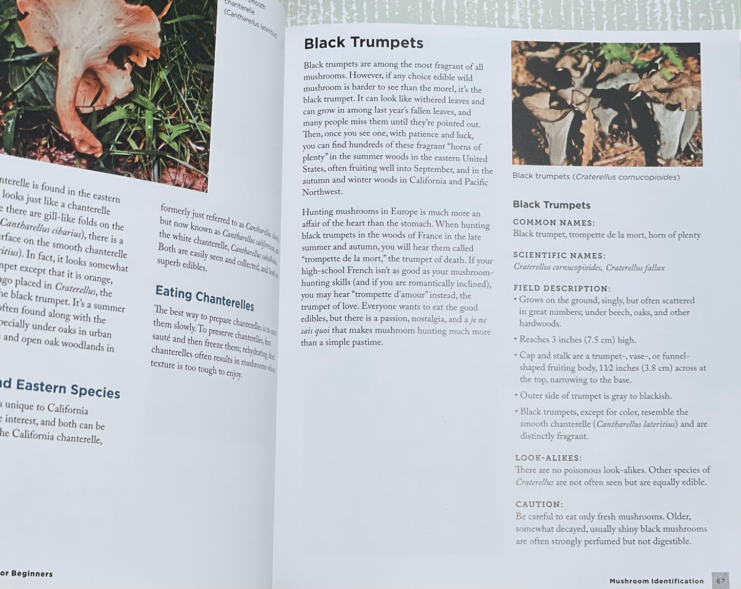 Mushroom Hunting for Beginners: A Starter's Guide to Identifying and Foraging Fungi Gary Lincoff Adaptogen Mushroom Book Black Trumpets
