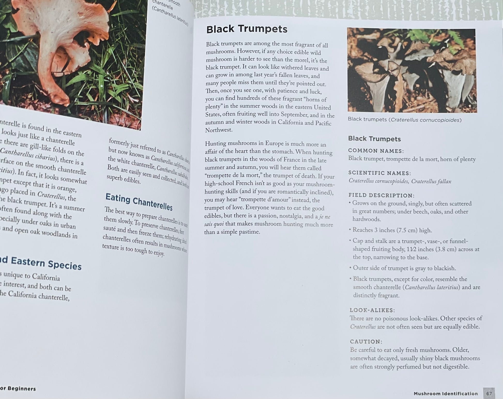 Mushroom Hunting for Beginners: A Starter's Guide to Identifying and Foraging Fungi Gary Lincoff Adaptogen Mushroom Book Black Trumpets