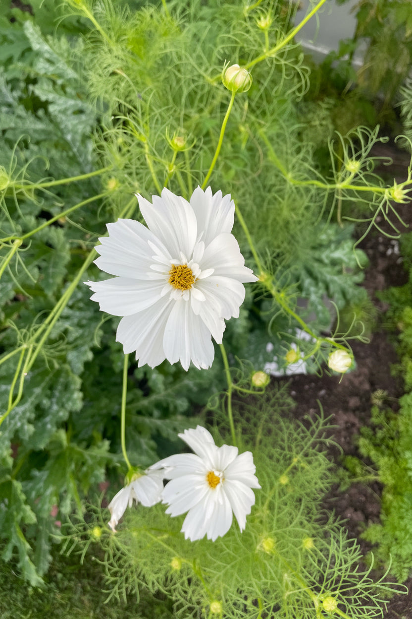 Cosmos Flower Seeds Organic Heirloom Garden Gift Idea Flower Seeds Cosmos Annual Flower Pollinator Friendly Flower Seeds Non-GMO Cosmo Seeds