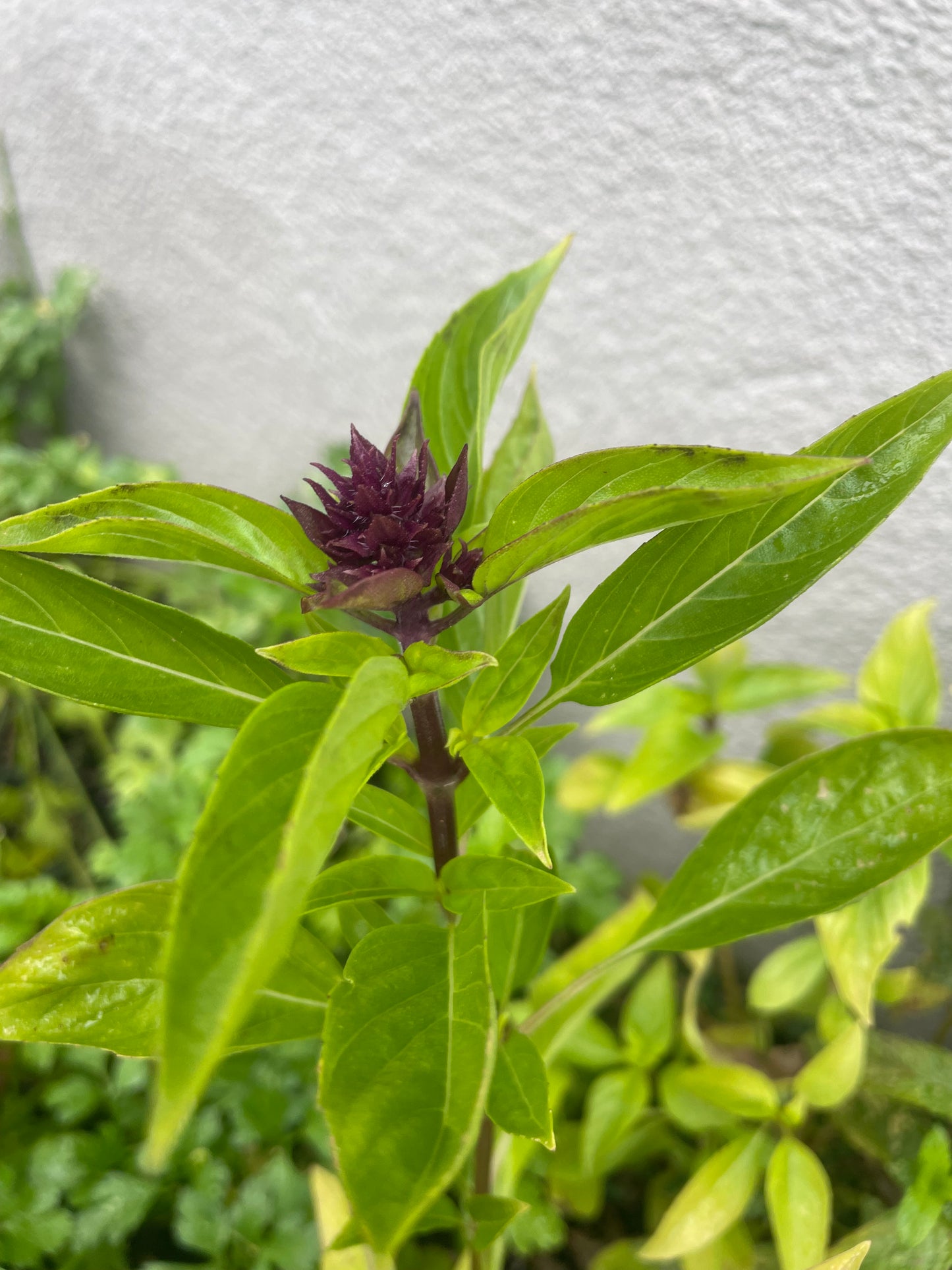 Heirloom Thai Basil Seeds Organic Non GMO Herb Seeds Spring Garden Gift Idea for Herbal Gardener Culinary Herb Seeds Asian Sweet Basil