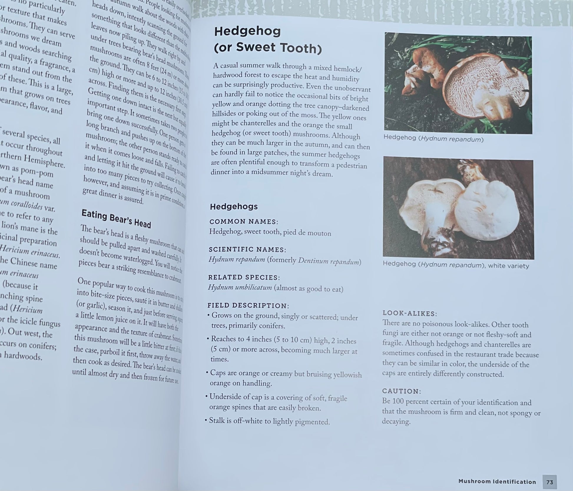 Mushroom Hunting for Beginners: A Starter's Guide to Identifying and Foraging Fungi Gary Lincoff Adaptogen Mushroom Book