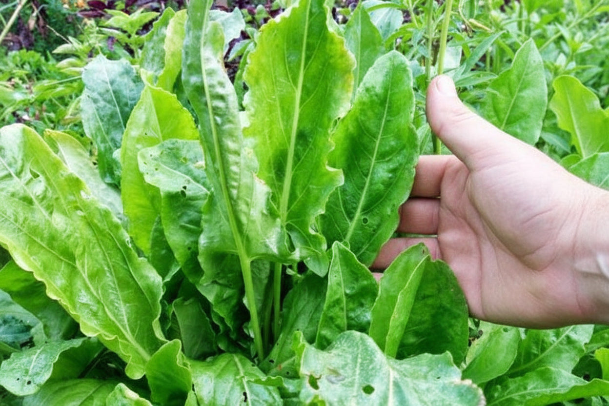Sorrel Seeds Green Easy To Grow Organic Heirloom Seeds Perennial Non GMO Salad Seeds Winter Garden Gift Idea for Gardener Gift Spring Time