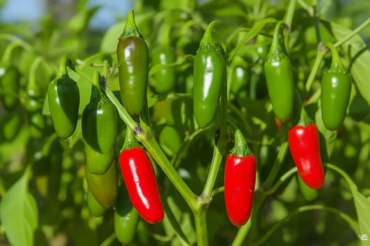 Jalapeño Hot Pepper Seeds