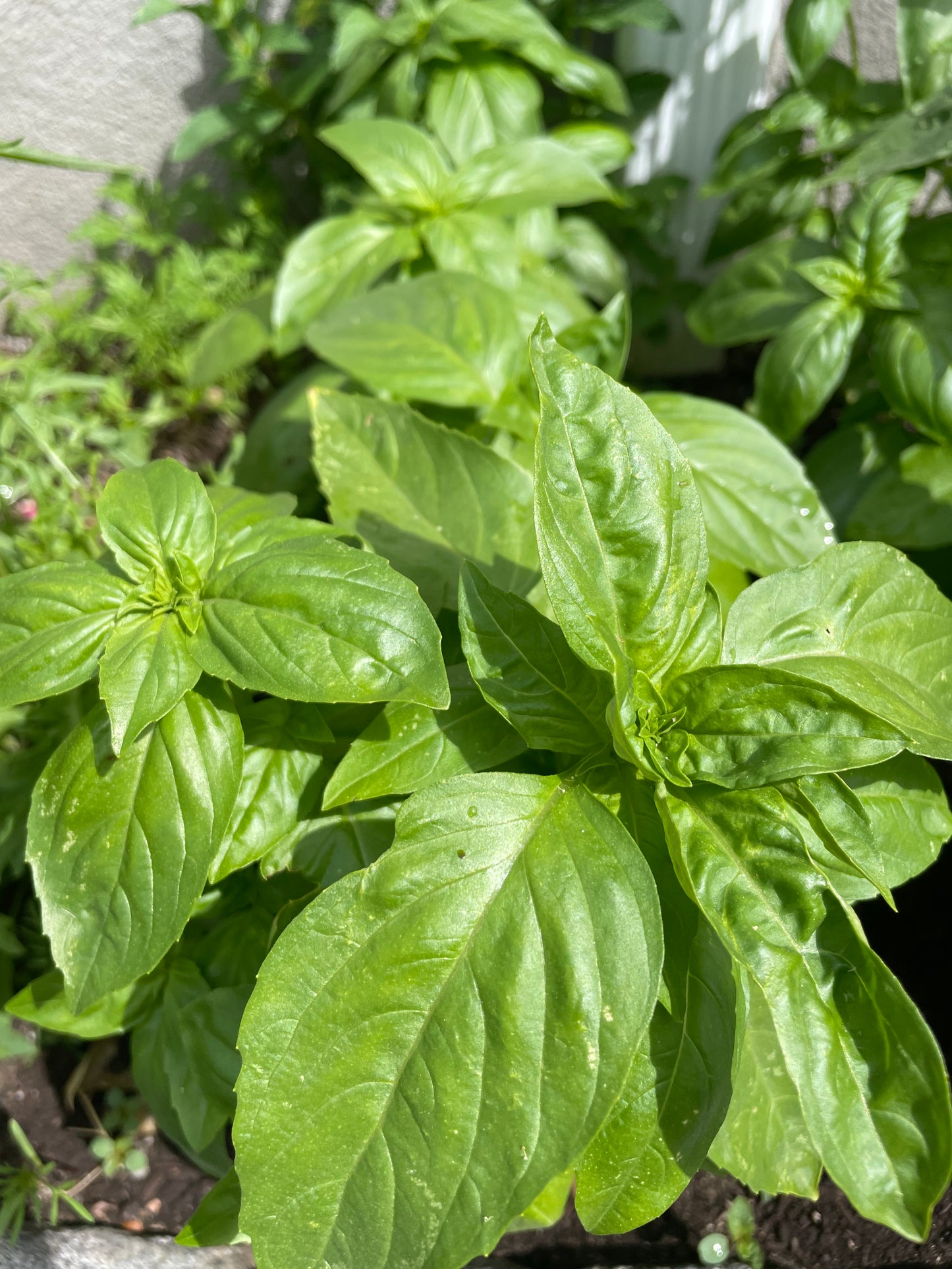 Sweet Italian Genovese Basil Seeds Heirloom Organic Non GMO Herbs from Italy Garden Chef Gift Idea Year round Indoor Crop Summer Gardening