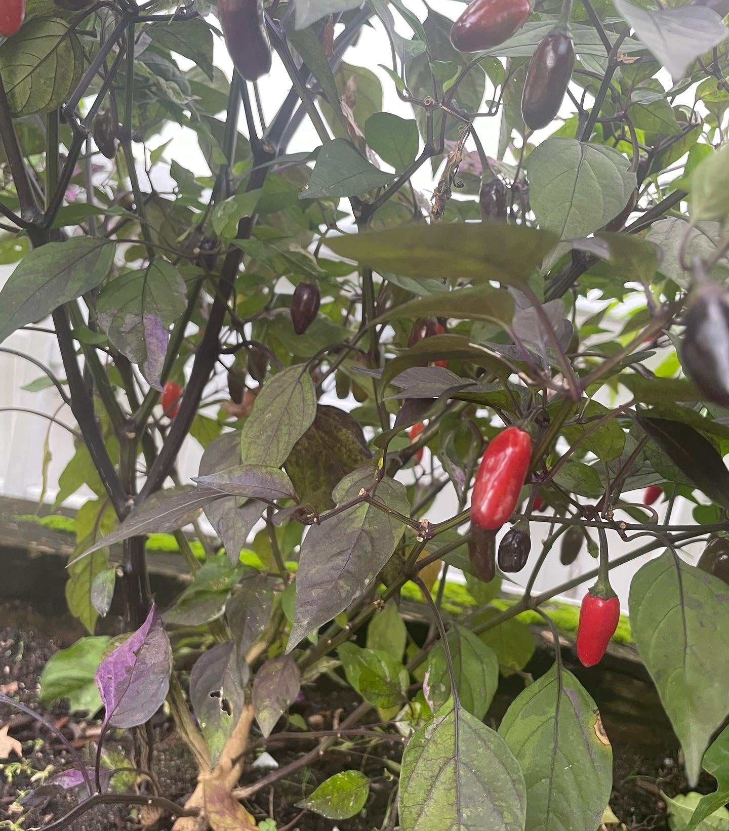 Peruvian Purple Hot Pepper Seeds