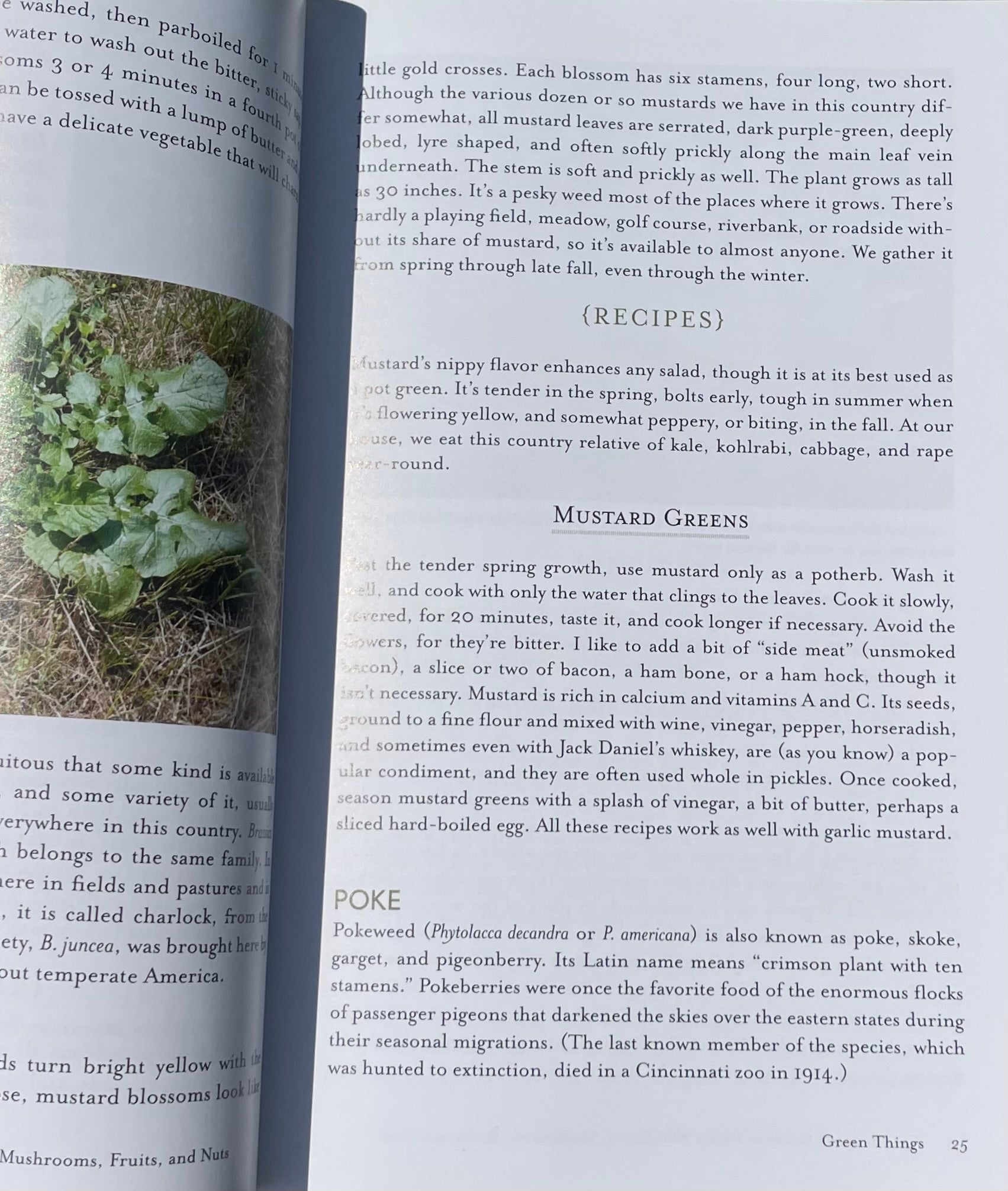 The Complete Guide to Edible Wild Plants, Mushrooms, Fruits Nuts: Finding, Identifying, Cooking - Kate Letcher Lyle