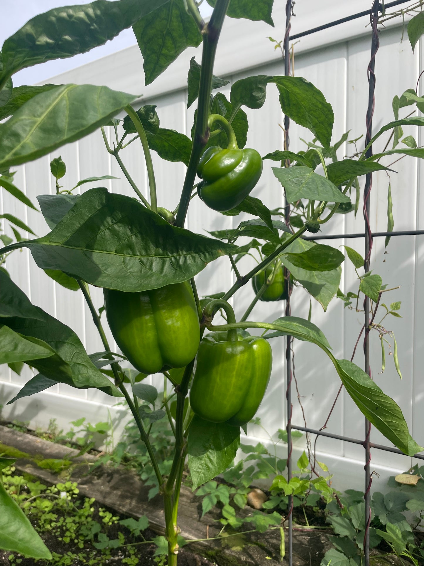 Organic Non GMO Vegetable Sweet Mixed Bell Pepper Seeds Garden Gift New York Grown Chef Cook Healthy Eating Summer Fall Winter Crop Non-GMO