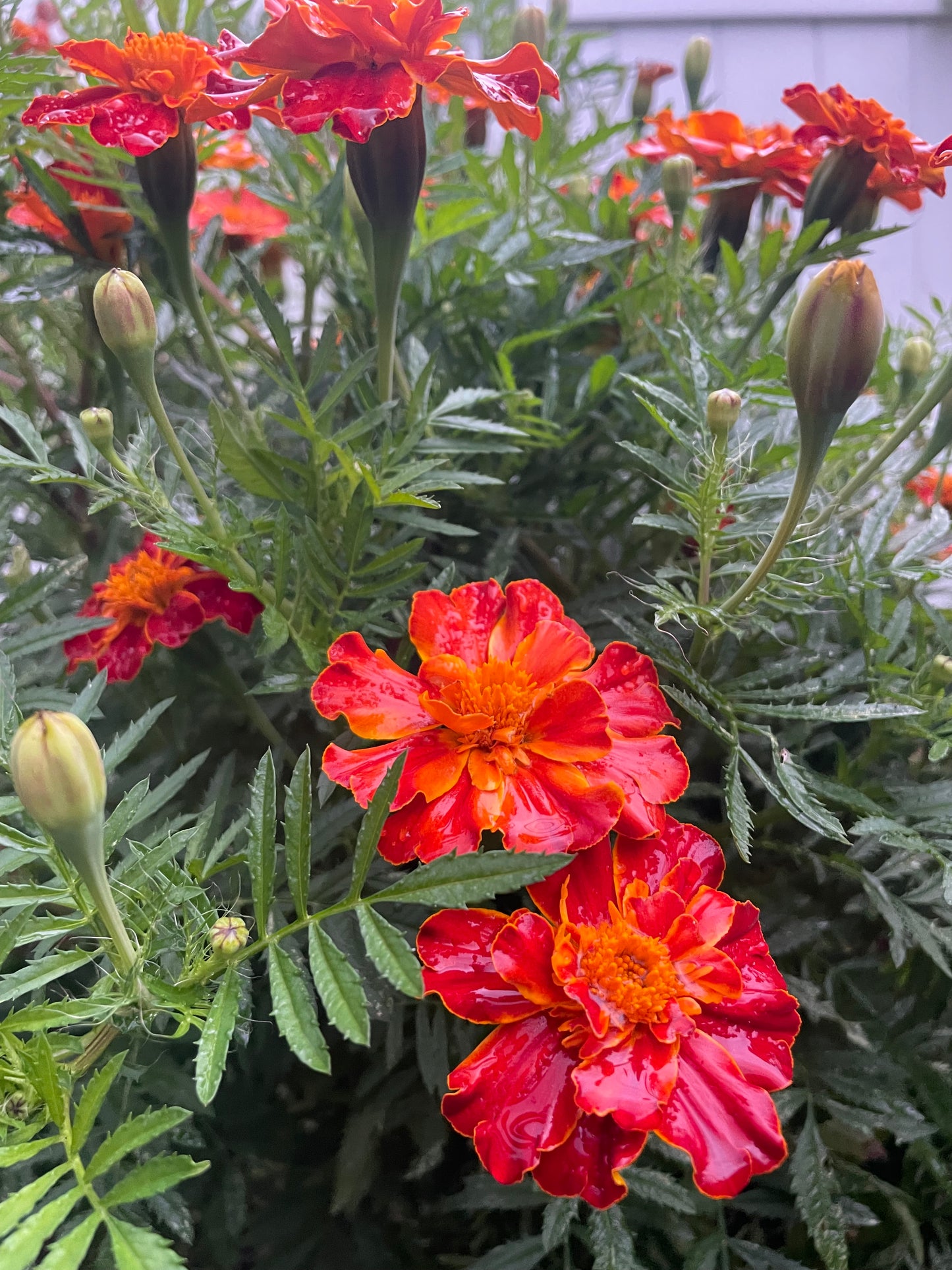 Organic Heirloom Marigold Flower Seeds Annual Edible Flower Seed Pack Insect Repelling Bee attracting Garden Gift Idea Pollinator Non GMO