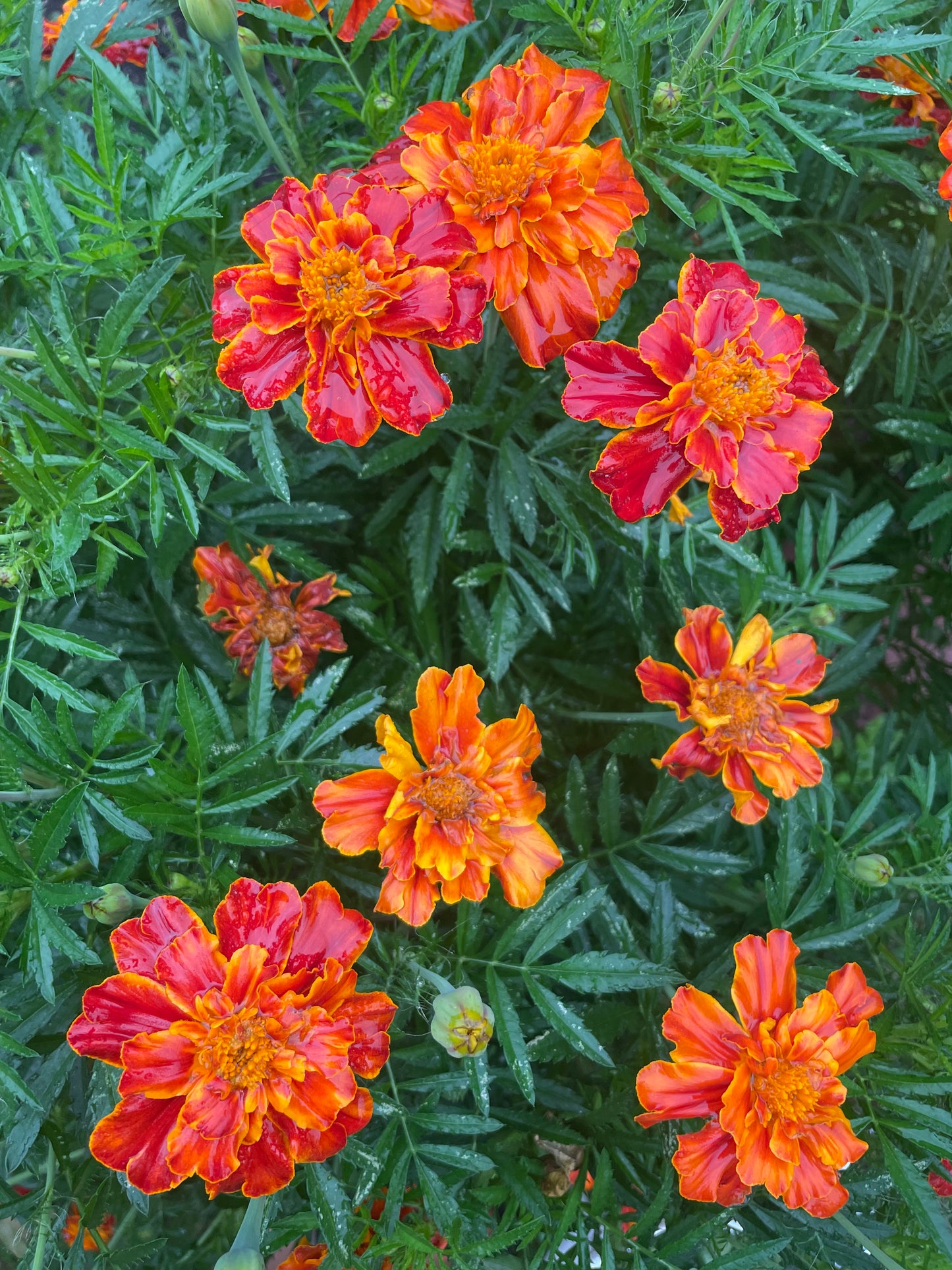 Organic Heirloom Marigold Flower Seeds Annual Edible Flower Seed Pack Insect Repelling Bee attracting Garden Gift Idea Pollinator Non GMO