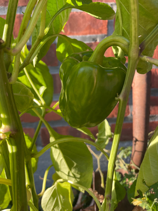 Sweet Green Pepper Seeds