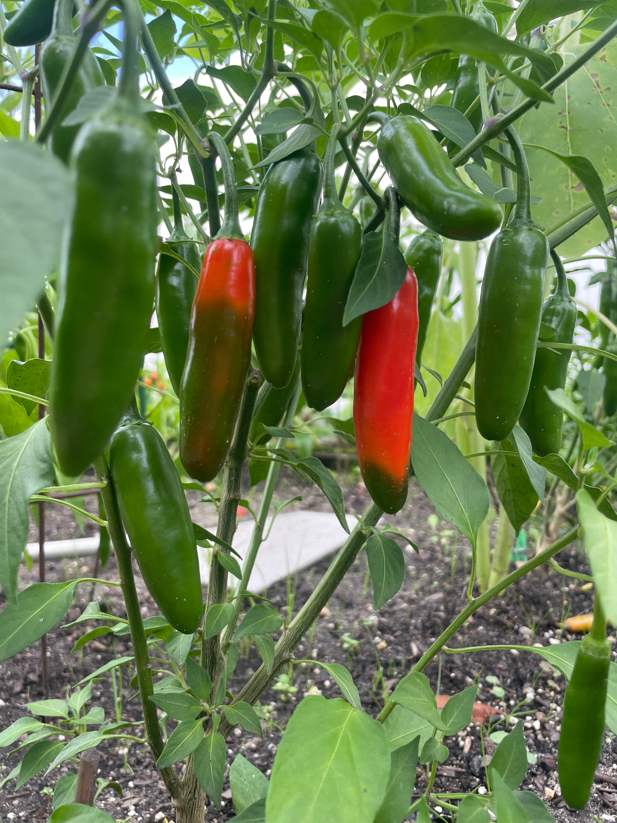 Mystery Pack of Hot Pepper Seeds