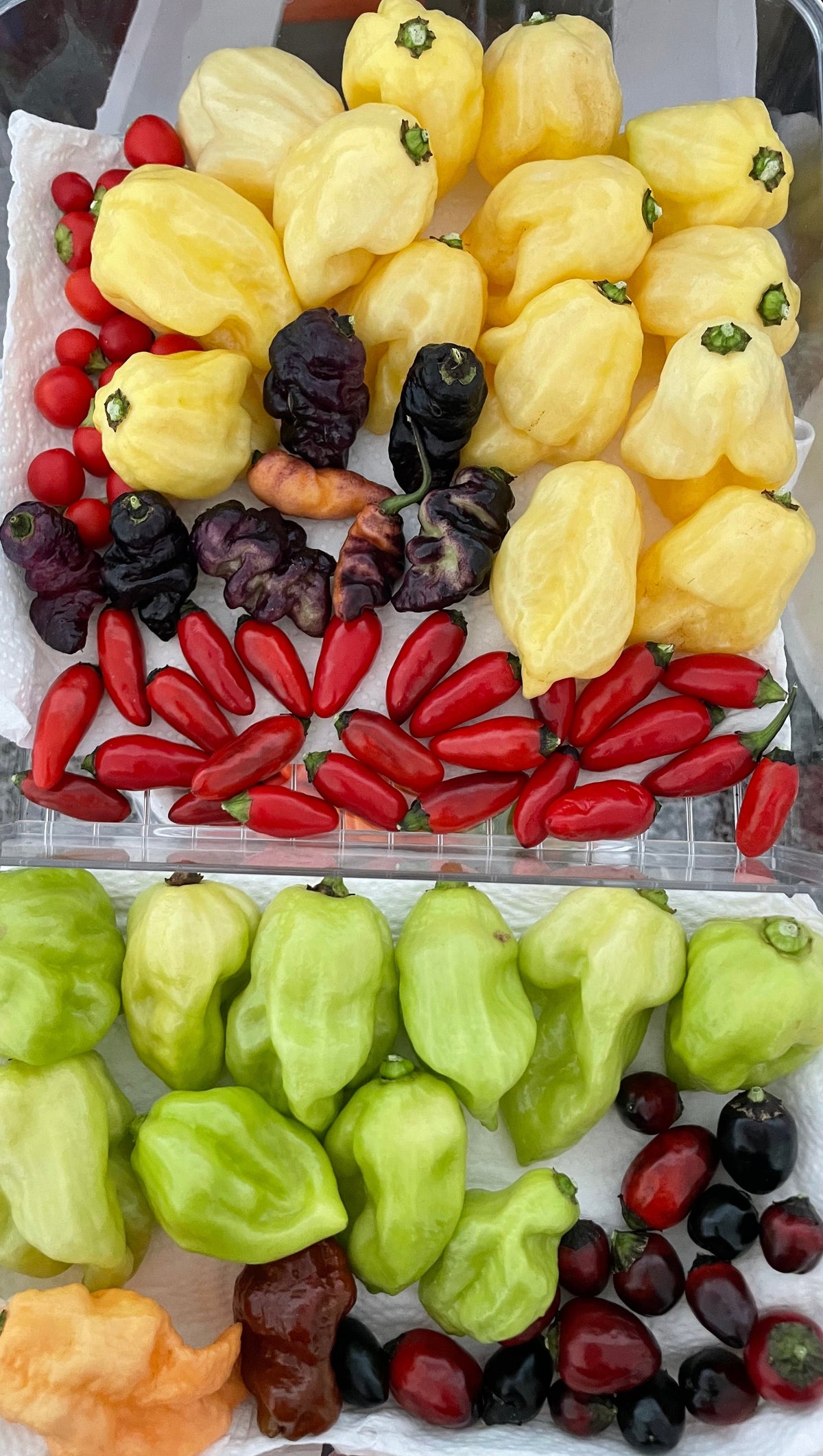 Mystery Pack of Hot Pepper Seeds