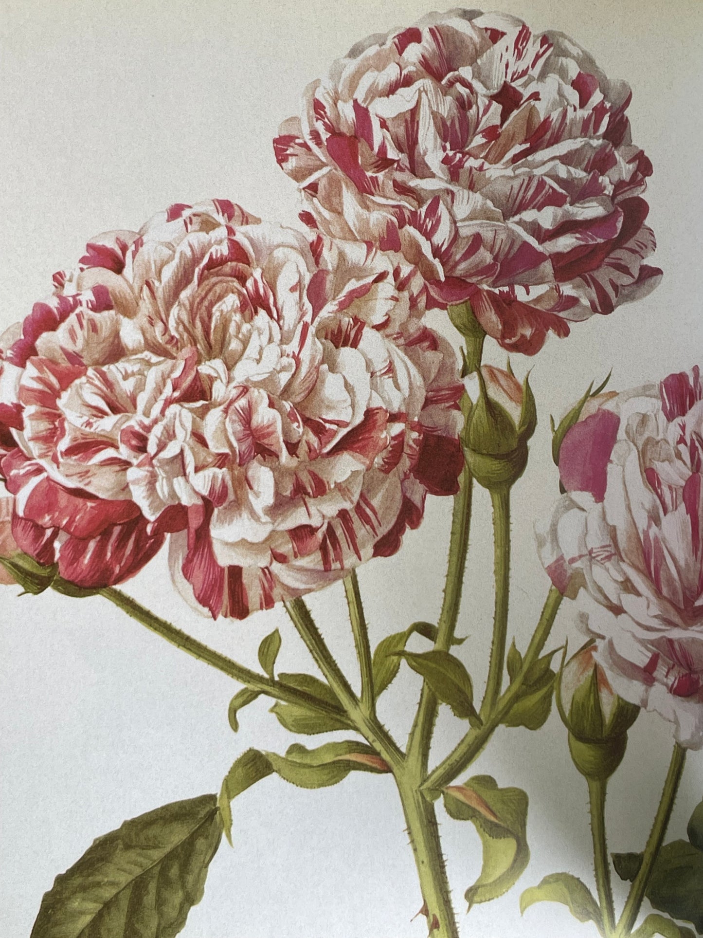 Roses from the Archives of the Royal Horticultural Society Book Rose Illustrations for Gardener of Roses Floral Enthusiast Gift Idea