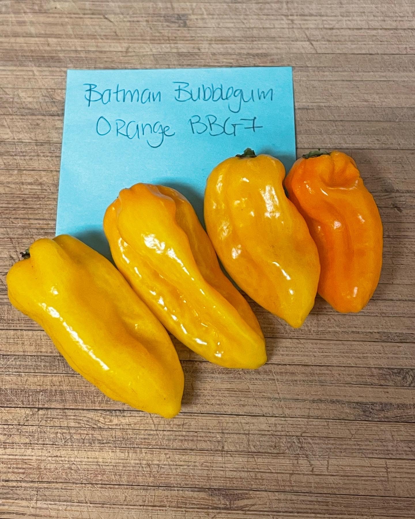 Batman BubbleGum Orange BBG7 Hot Pepper Seeds