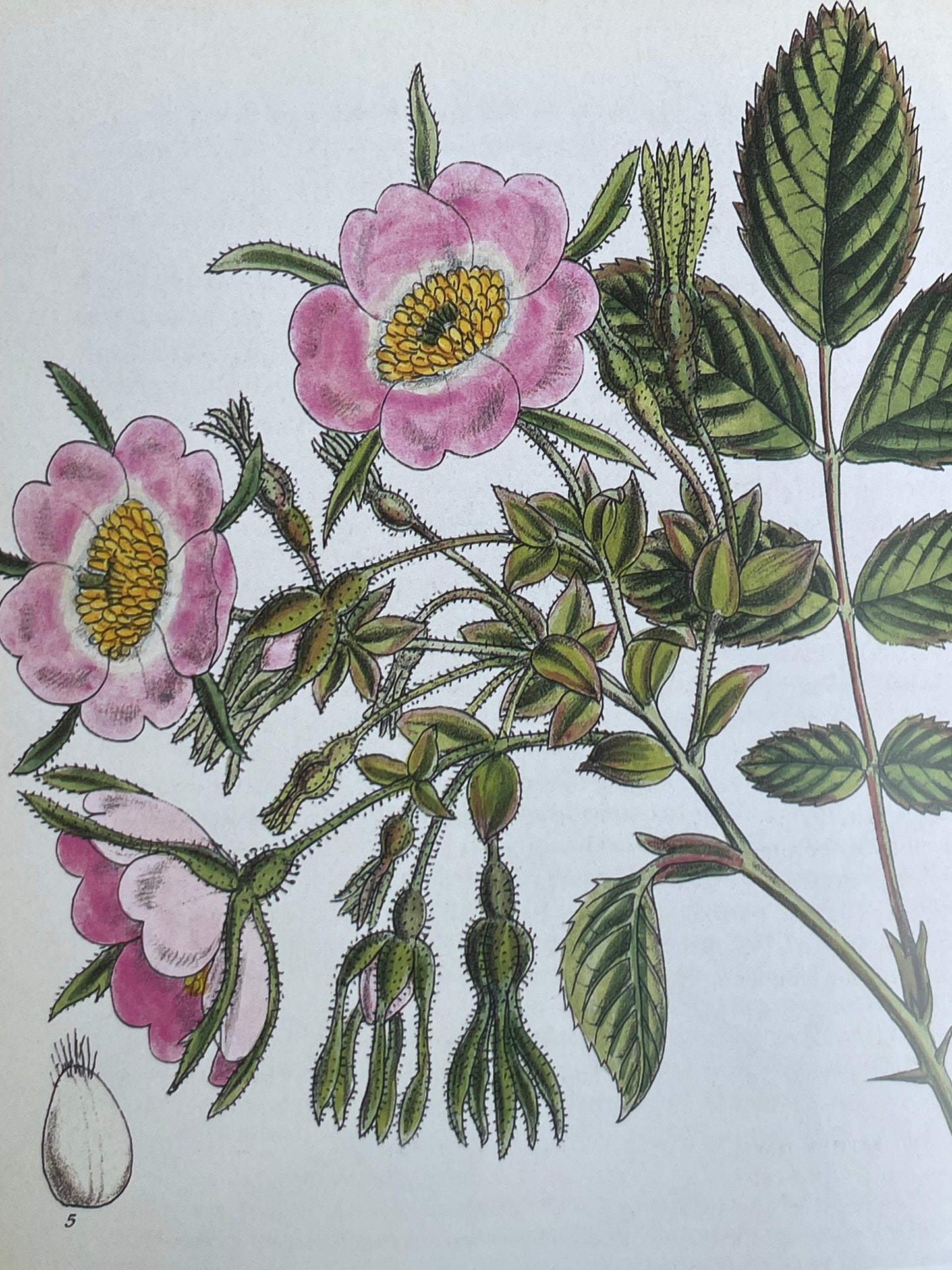 Roses from the Archives of the Royal Horticultural Society Book Rose Illustrations for Gardener of Roses Floral Enthusiast Gift Idea