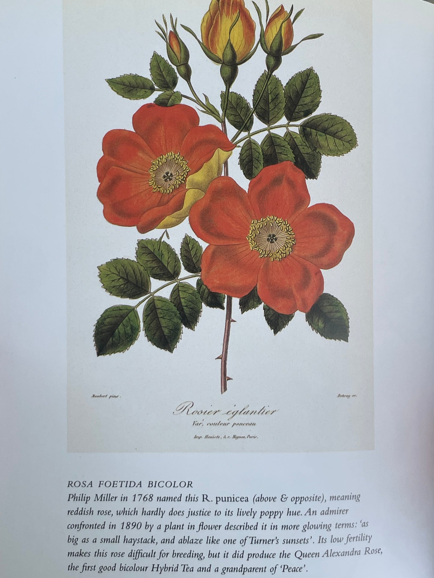 Roses from the Archives of the Royal Horticultural Society Book Rose Illustrations for Gardener of Roses Floral Enthusiast Gift Idea