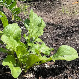 Italian Heirloom Organic Non GMO Arugula Rucola Coltivata Green Salad Seeds from Italy Fall Winter Lettuce Crop Garden Gift Healthy eating