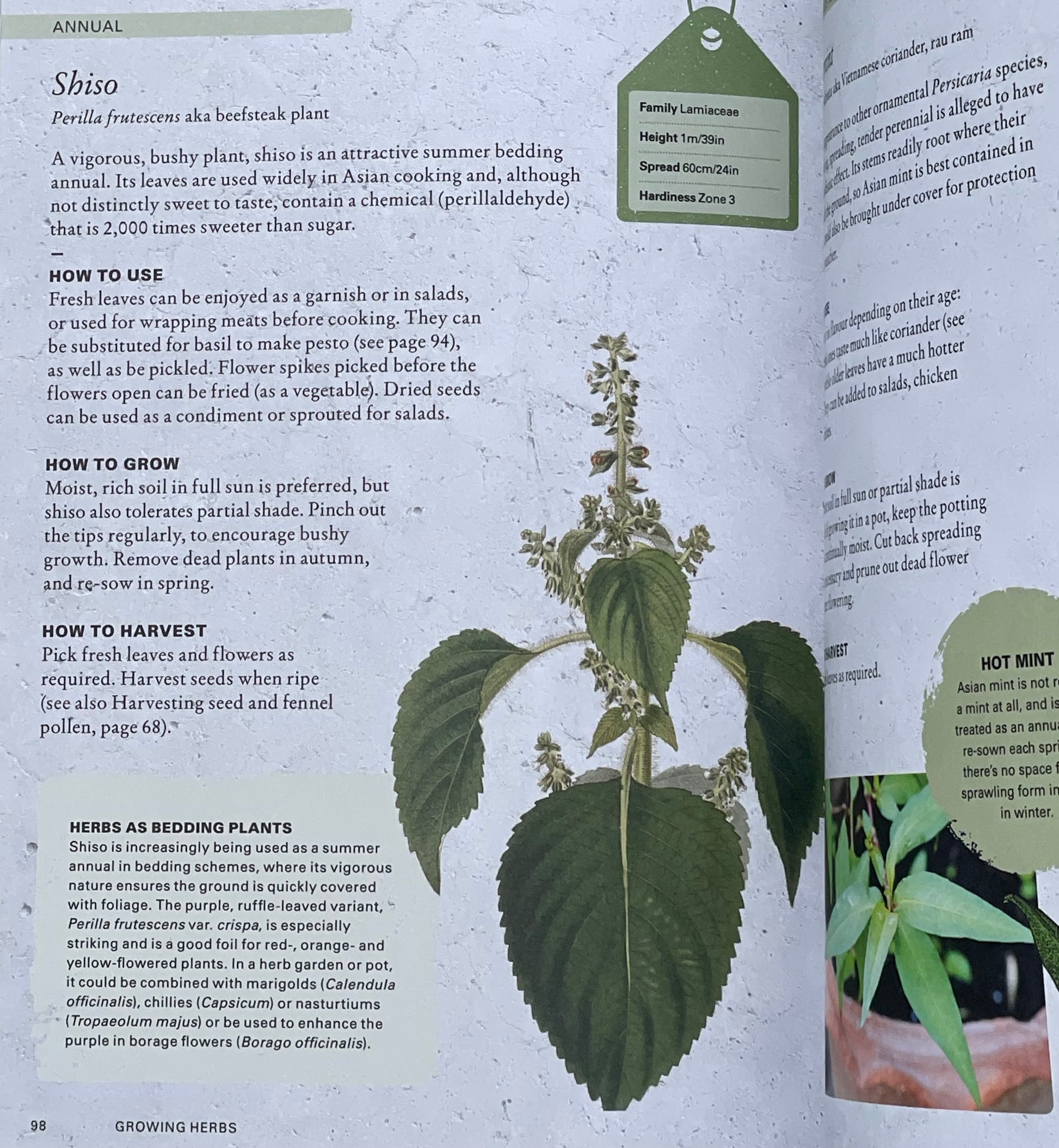 The Kew Gardener's Guide to Growing Herbs: The art and science to grow your own herbs (Volume 2) Hardcover