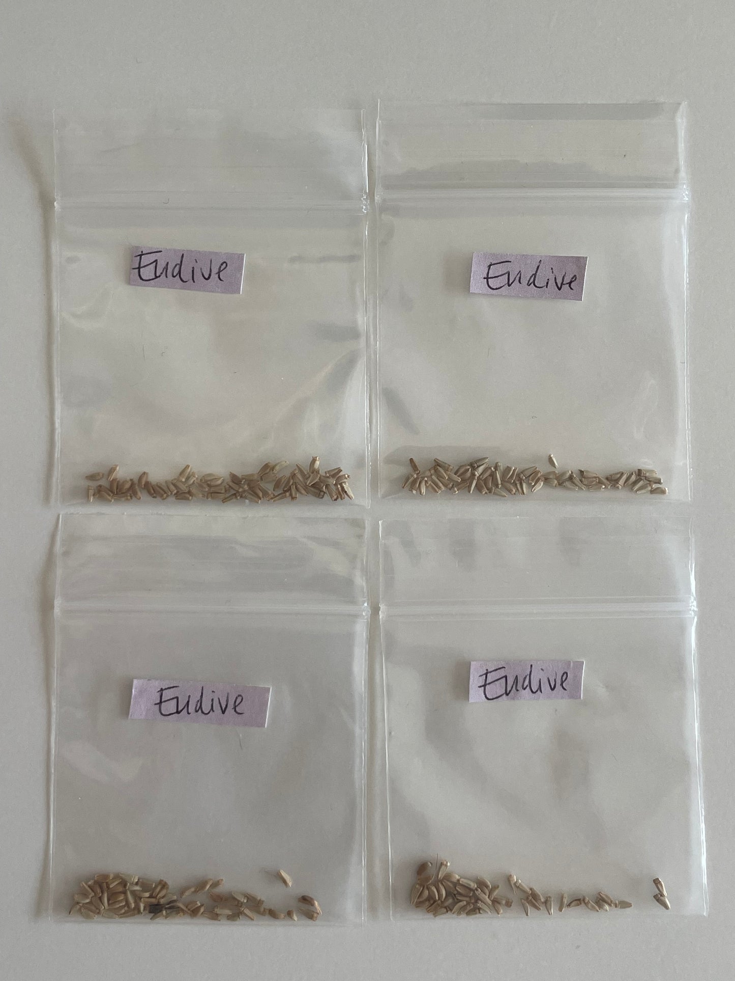 Endive Frisée Seeds Curled Ruffec Lettuce Organic Heirloom Lettuce Seeds Non GMO Seeds Easy to Grow Greens Winter Spring Gardener Gift Idea