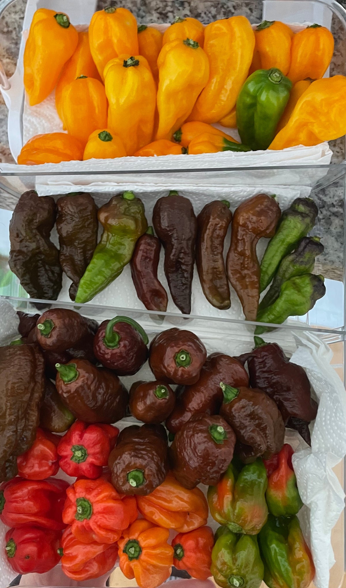 Mystery Pack of Hot Pepper Seeds