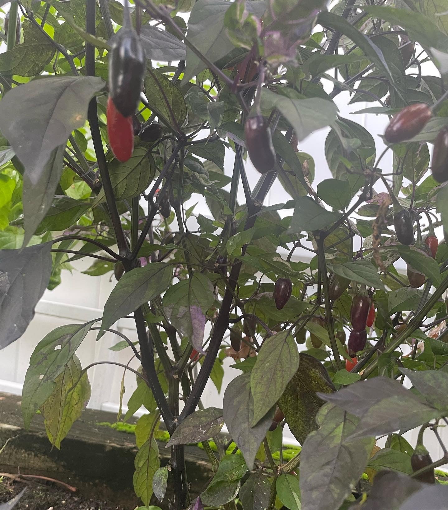 Peruvian Purple Hot Pepper Seeds