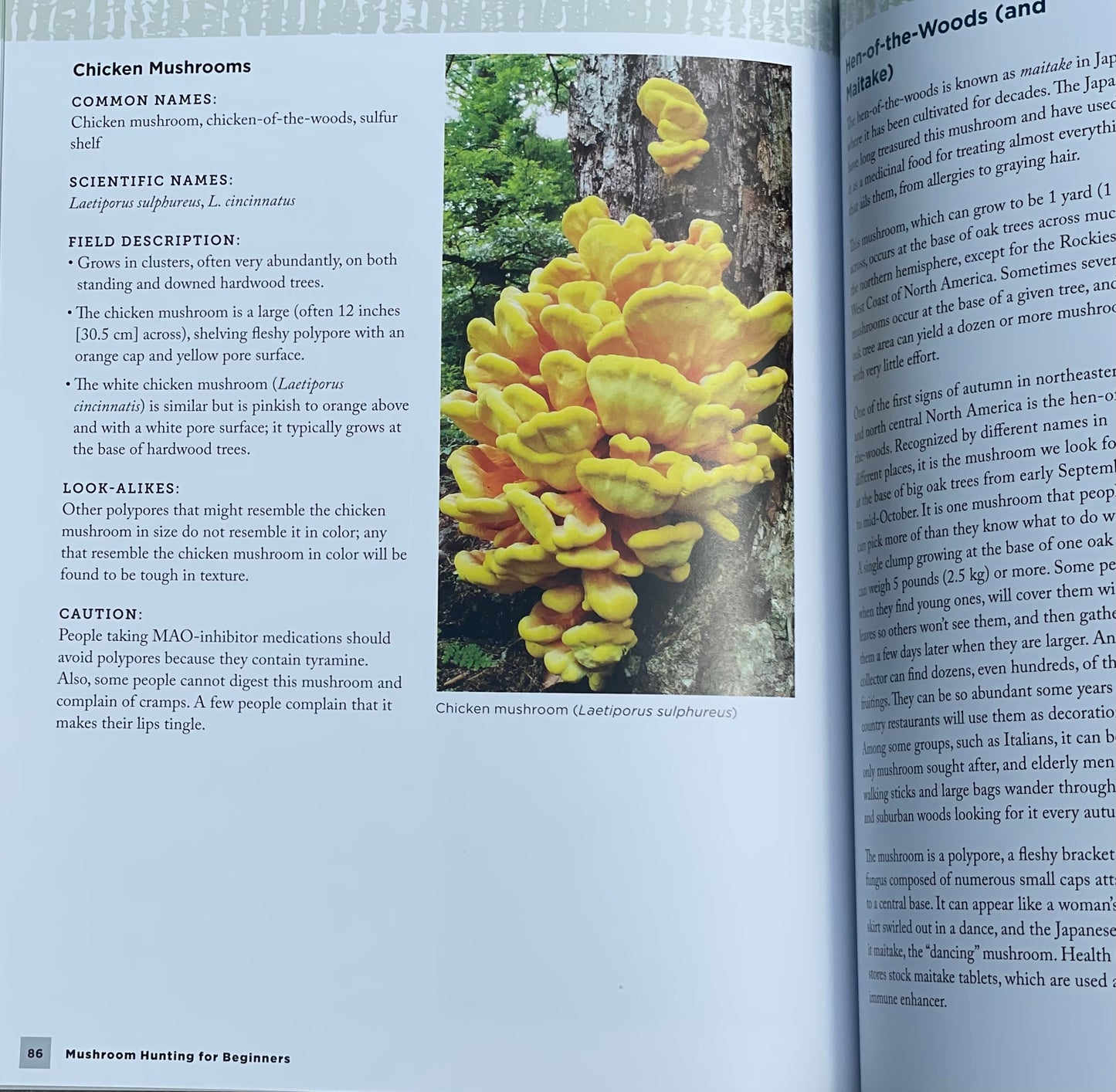 Mushroom Hunting for Beginners: A Starter's Guide to Identifying and Foraging Fungi Gary Lincoff Adaptogen Mushroom Book Chicken Mushrooms