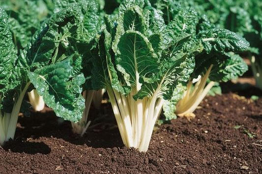 Swiss Chard Seeds Vegetable Organic Heirloom Seeds Non GMO Seeds Salad Greens Winter Spring Garden Gift Idea for Salad Lover Gardener Gift