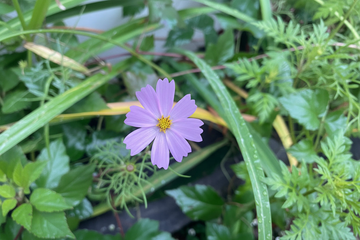 Cosmos Flower Seeds Organic Heirloom Garden Gift Idea Flower Seeds Cosmos Annual Flower Pollinator Friendly Flower Seeds Non-GMO Cosmo Seeds