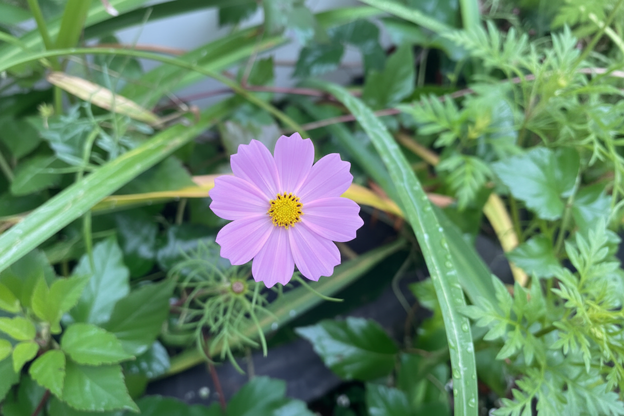 Cosmos Flower Seeds Organic Heirloom Garden Gift Idea Flower Seeds Cosmos Annual Flower Pollinator Friendly Flower Seeds Non-GMO Cosmo Seeds