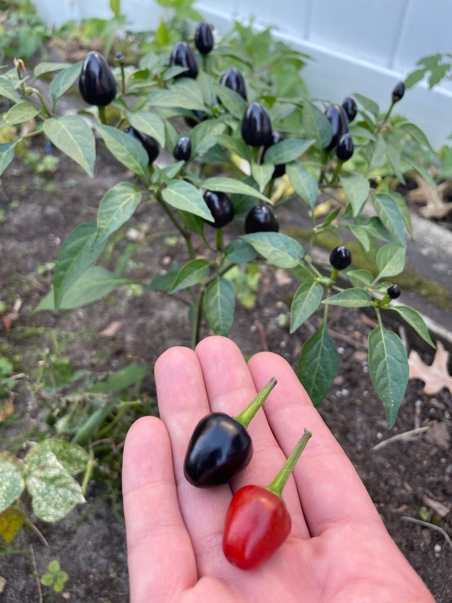 Black Prince Hot Pepper Seeds