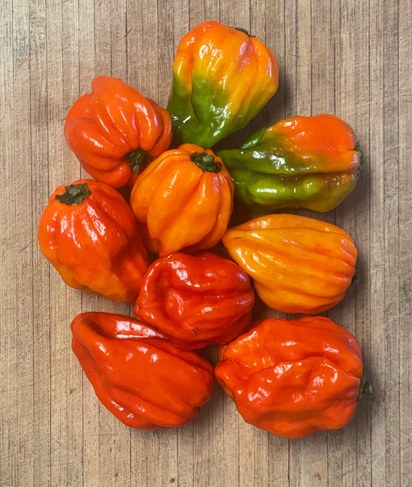 Scorpanero Hot Pepper Seeds