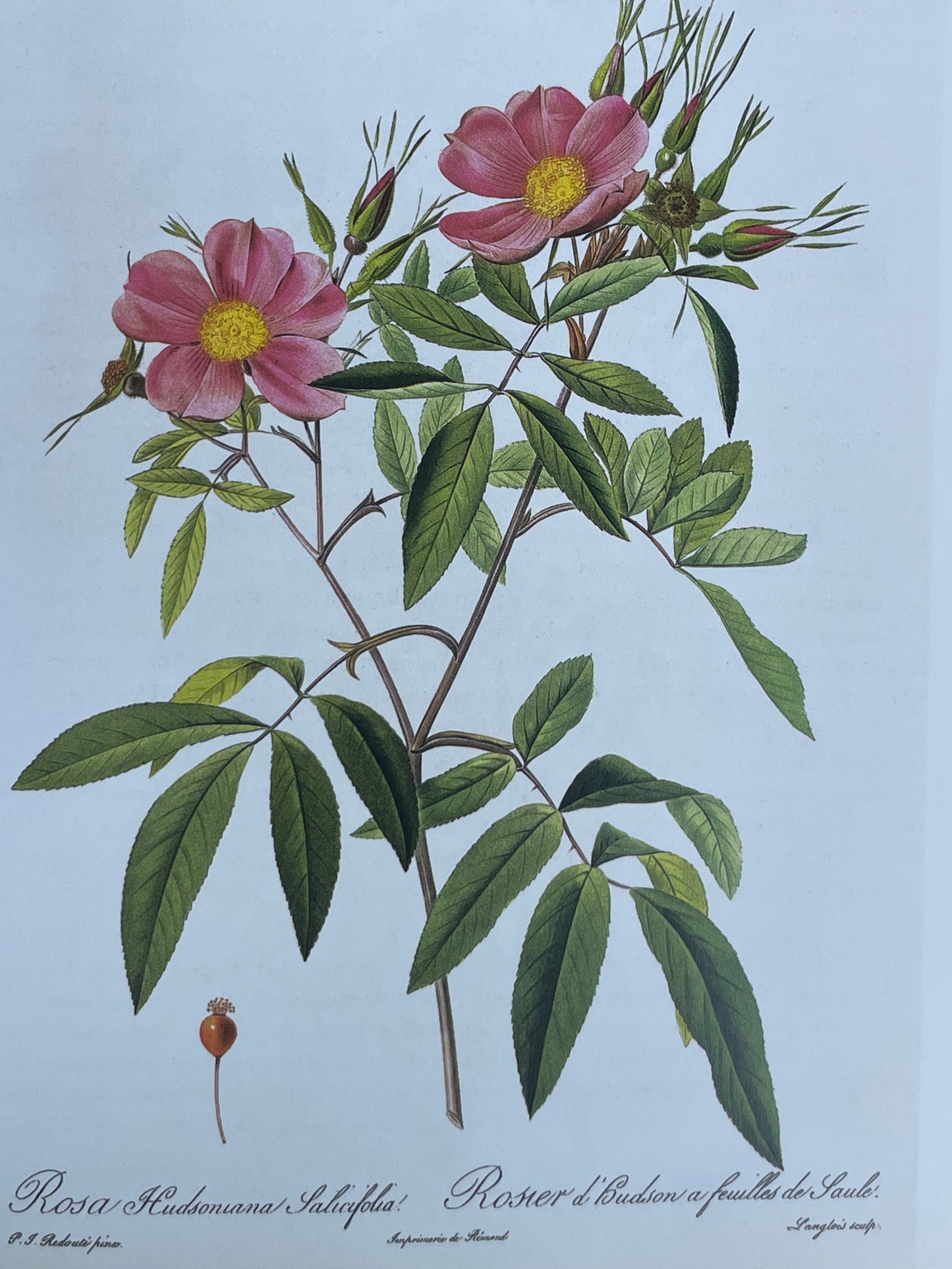 Roses from the Archives of the Royal Horticultural Society Book Rose Illustrations for Gardener of Roses Floral Enthusiast Gift Idea