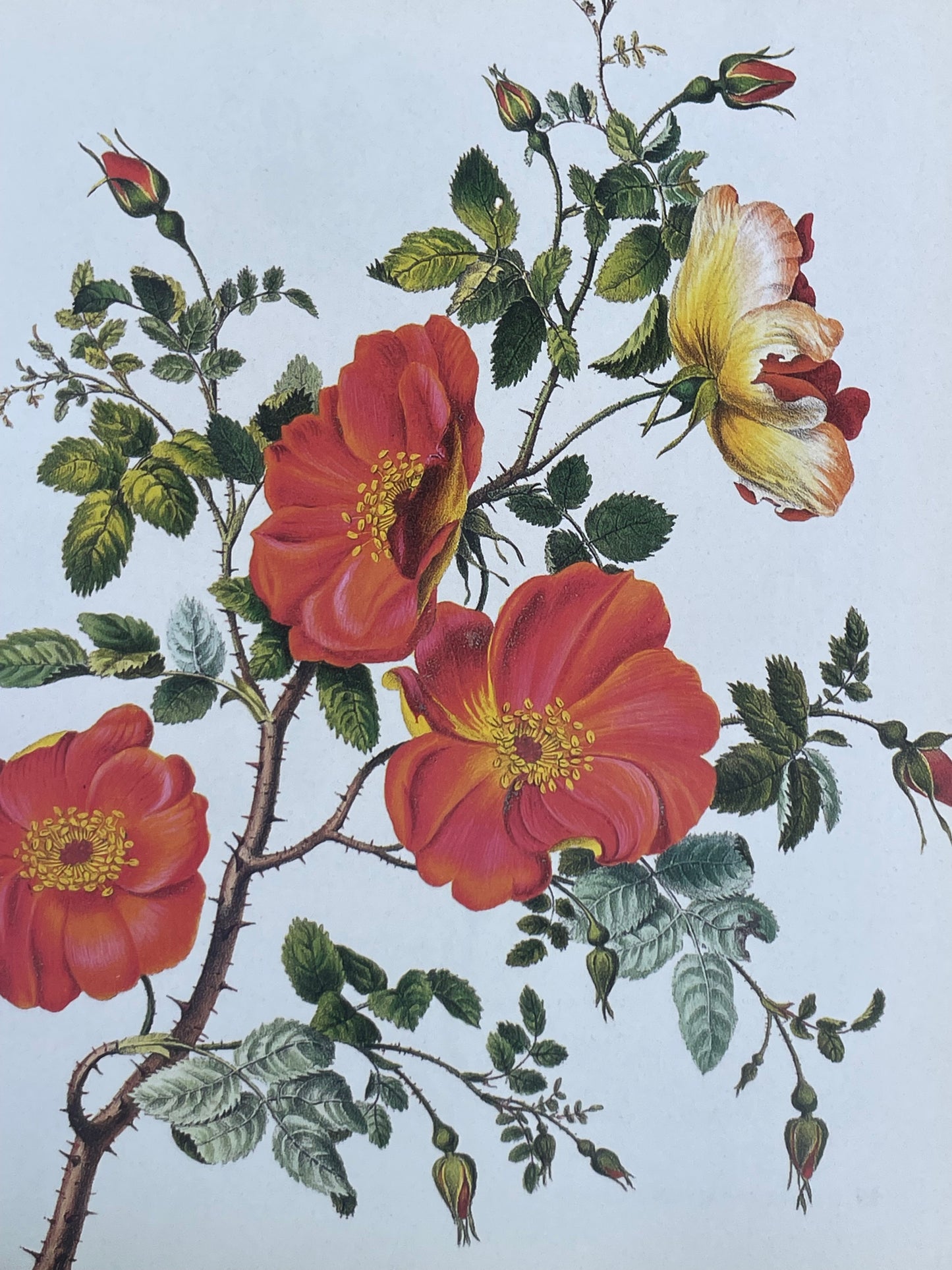 Roses from the Archives of the Royal Horticultural Society Book Rose Illustrations for Gardener of Roses Floral Enthusiast Gift Idea