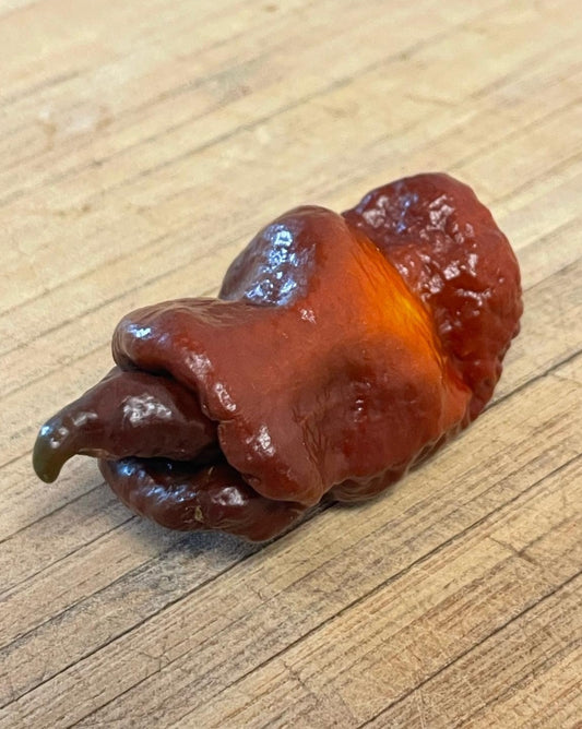 Rare Amnesia Hot Pepper - Ripe Brown and Red Hot Pepper Crossbreed