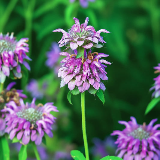 Lemon Mint Perennial Herb Seeds Organic Heirloom Seeds Non GMO Summer Crop Garden Gift Idea to make Tea salads and Dessert Housewarming Gift