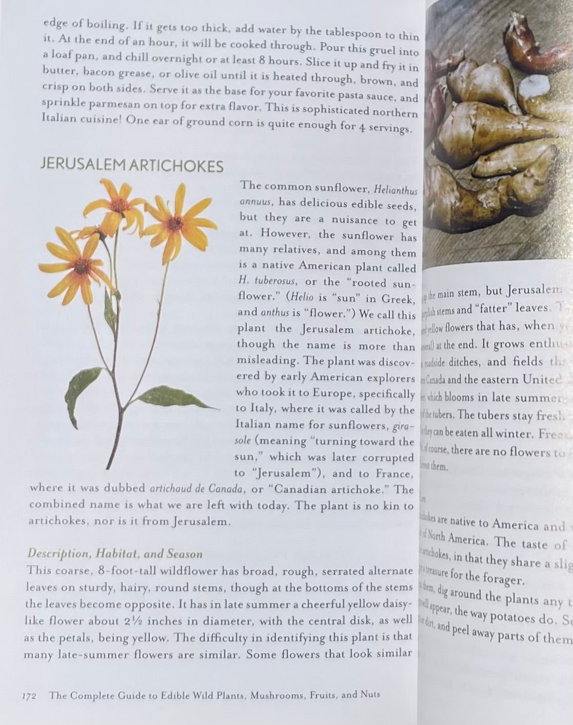 The Complete Guide to Edible Wild Plants, Mushrooms, Fruits Nuts: Finding, Identifying, Cooking - Kate Letcher Lyle Artichokes