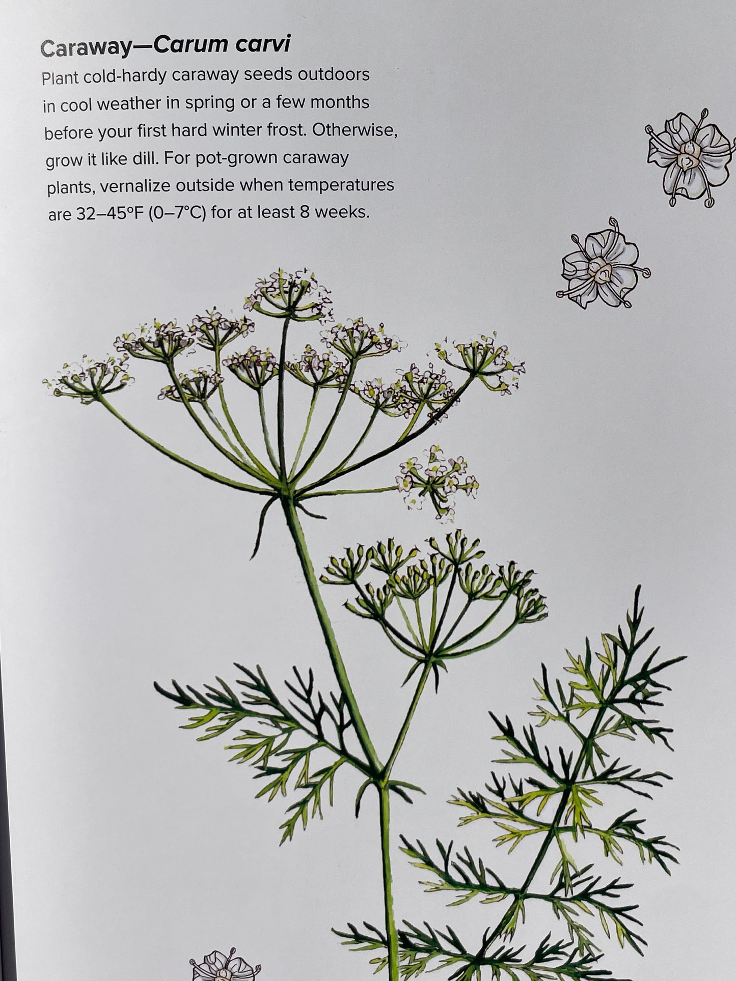 How to Grow Your Own Spices Cookbook Herb and Spice Remedy Recipe Book Housewarming Gift for Cook Herbal Enthusiast Present Idea Gardener