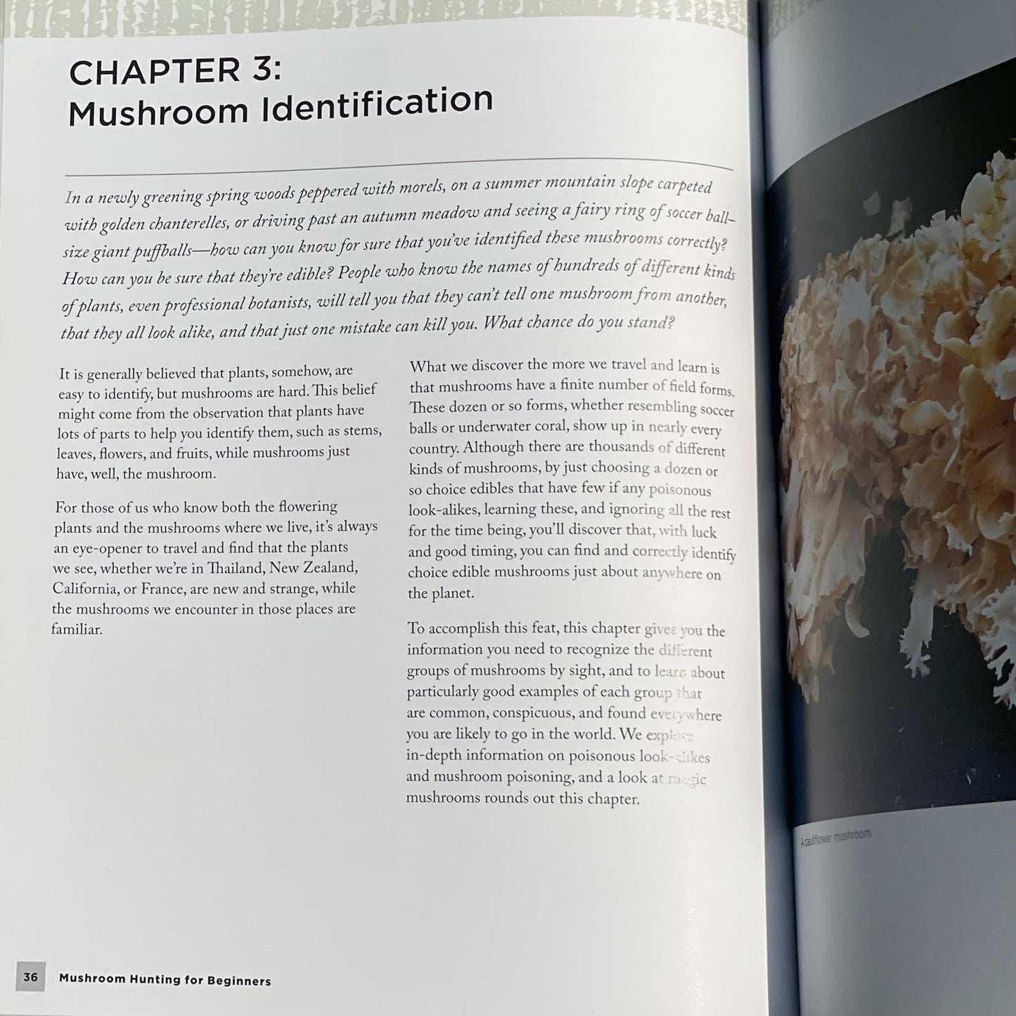 Mushroom Hunting for Beginners: A Starter's Guide to Identifying and Foraging Fungi Gary Lincoff Adaptogen Mushroom Book