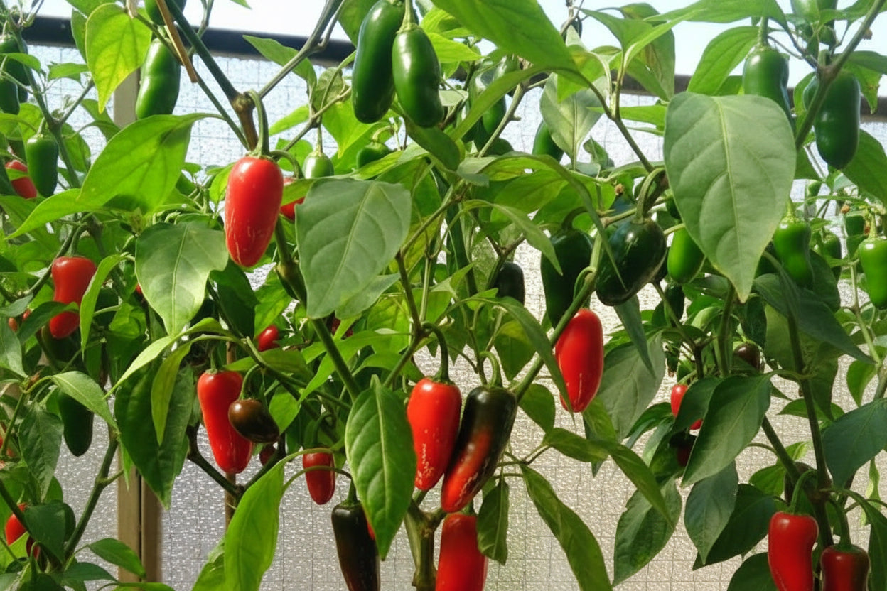 Jalapeño Hot Pepper Seeds