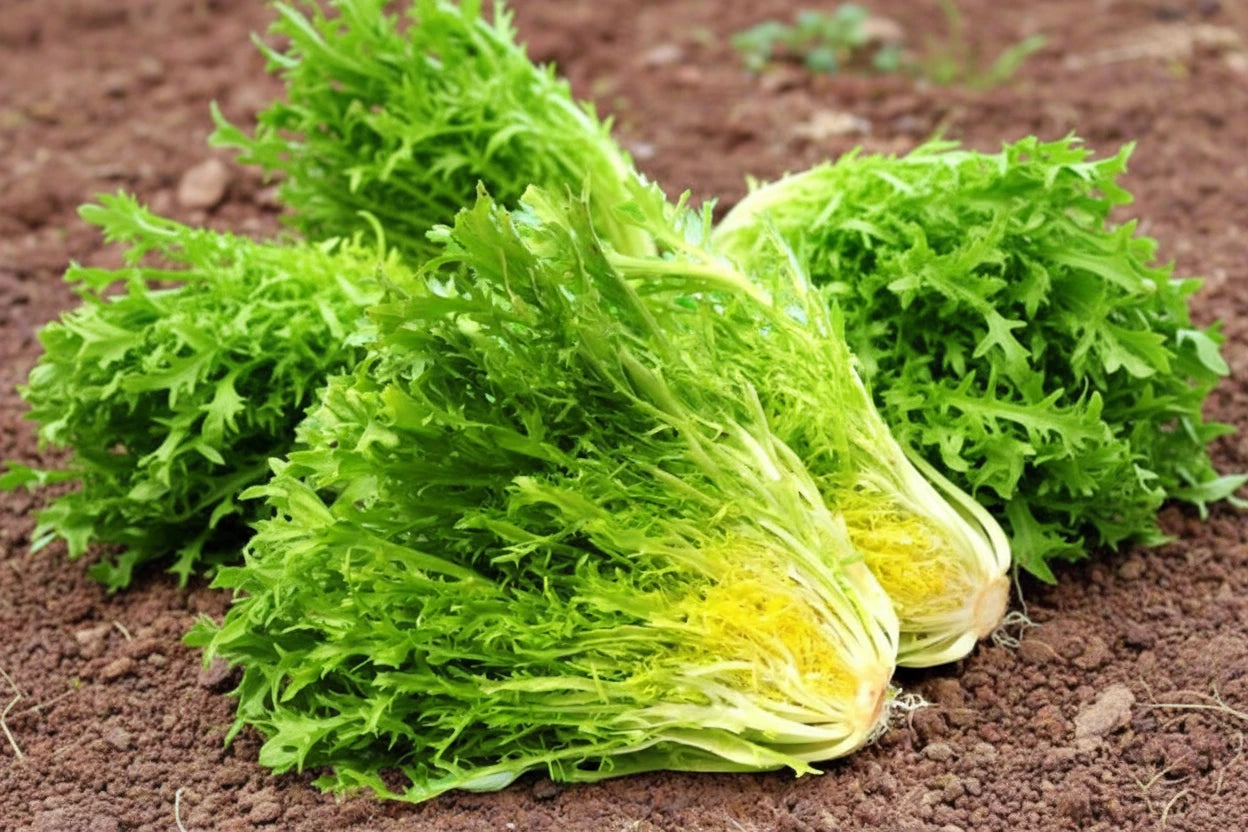 Endive Frisée Seeds Curled Ruffec Lettuce Organic Heirloom Lettuce Seeds Non GMO Seeds Easy to Grow Greens Winter Spring Gardener Gift Idea
