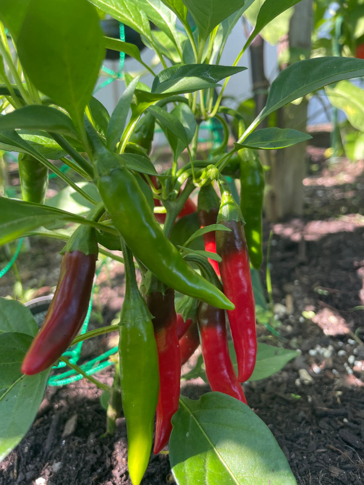 Mystery Pack of Hot Pepper Seeds