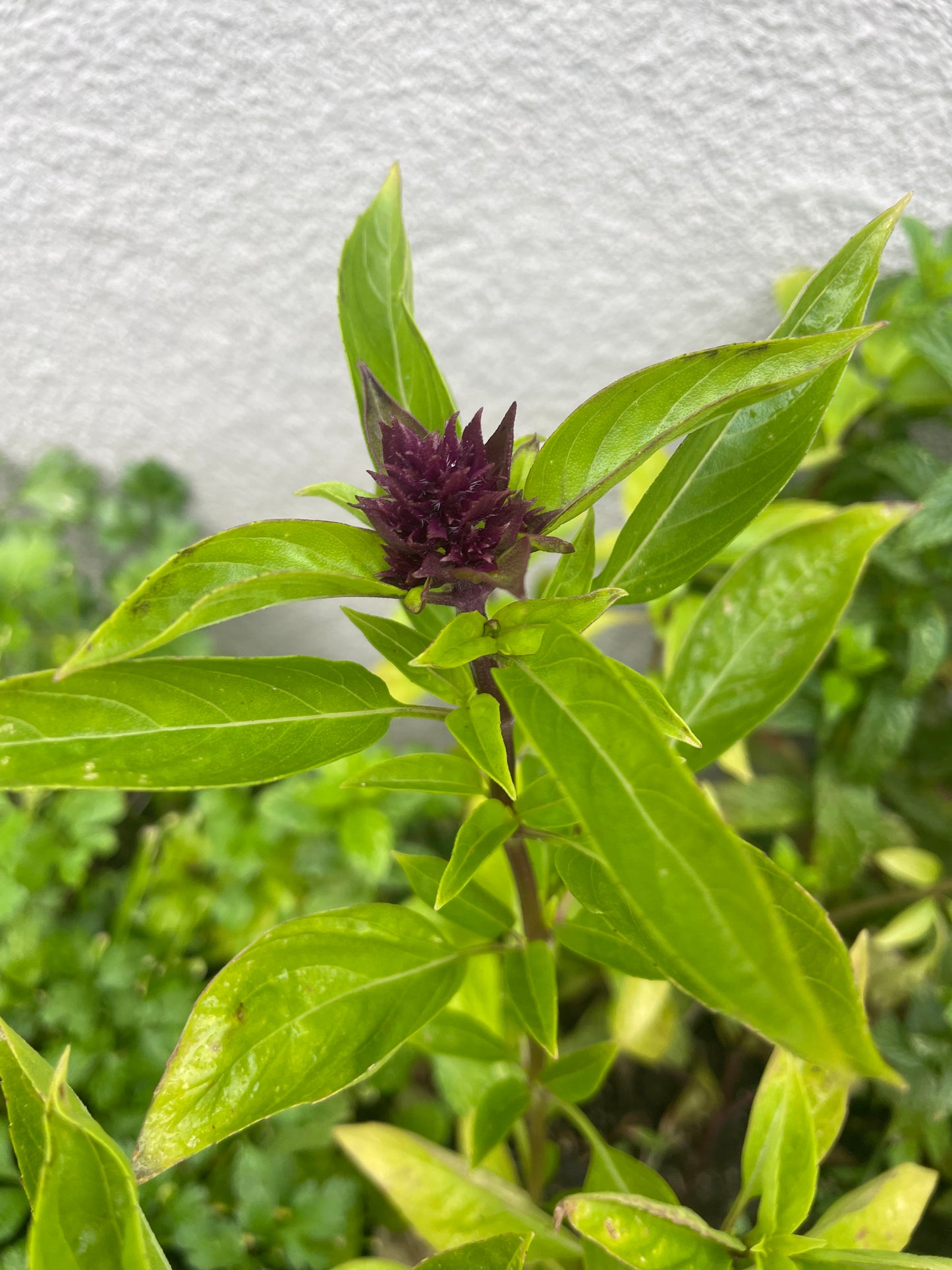 Heirloom Thai Basil Seeds Organic Non GMO Herb Seeds Spring Garden Gift Idea for Herbal Gardener Culinary Herb Seeds Asian Sweet Basil