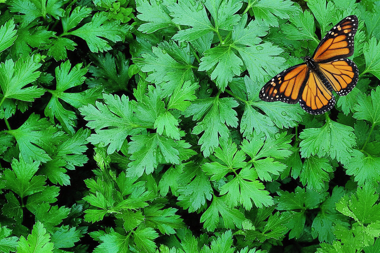 Italian Flat Leaf Parsley Organic Non GMO Green Salad Seeds from Italy Fall Winter Lettuce Crop Garden Gift Healthy eating