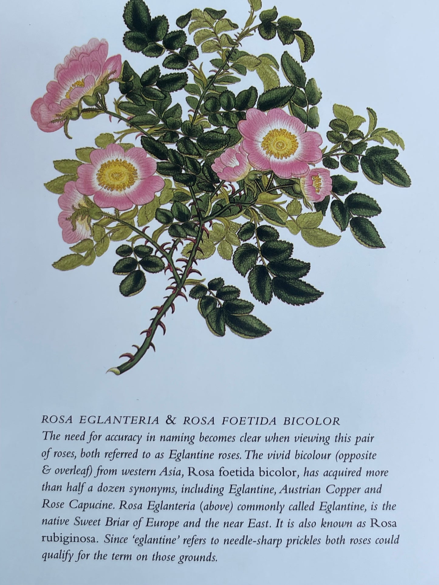 Roses from the Archives of the Royal Horticultural Society Book Rose Illustrations for Gardener of Roses Floral Enthusiast Gift Idea