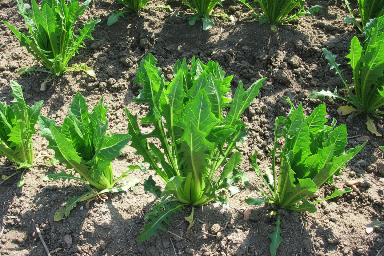 Cicoria Seeds Italian Chicory Organic Non-GMO Heirloom Seeds Non GMO Easy to Grow Salad Greens Winter Spring Garden Gift Idea for Gardener