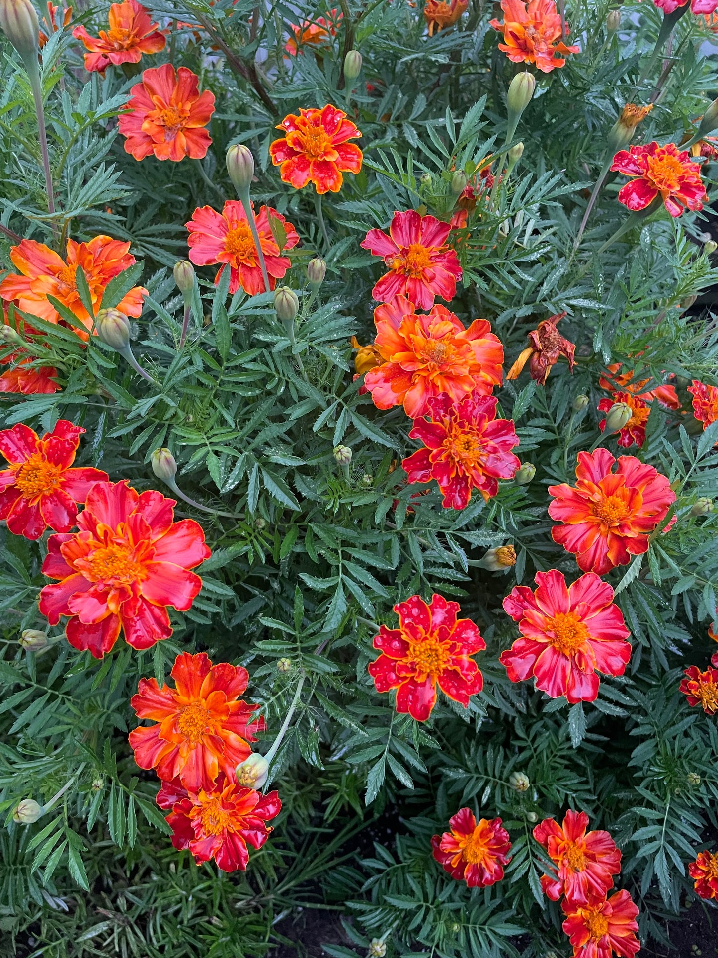 Organic Heirloom Marigold Flower Seeds Annual Edible Flower Seed Pack Insect Repelling Bee attracting Garden Gift Idea Pollinator Non GMO