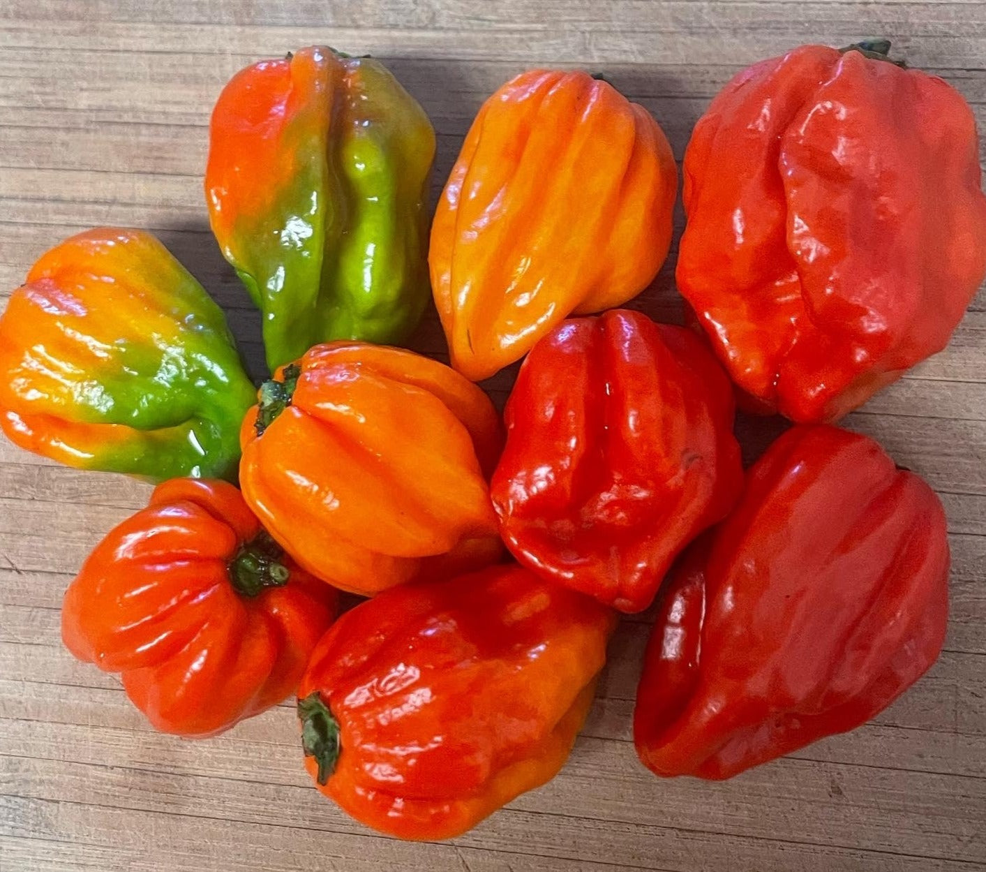 Scorpanero Hot Pepper Seeds