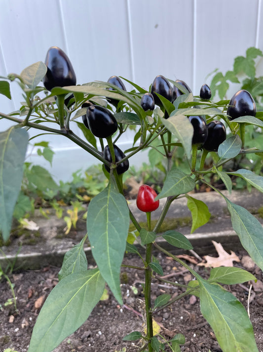 Hot Pepper Seeds Black Prince Chili Pepper Organic Non GMO Exotic Heirloom Spicy Purple Pepper Seed Vegetable Garden Gift Idea for Chili Fan