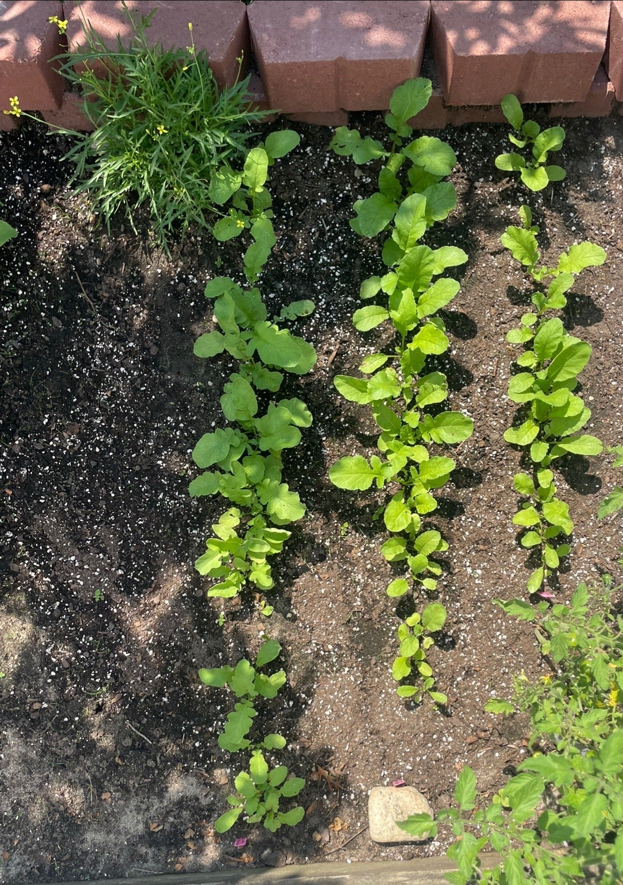 Cherry Giant Radish Seeds Heirloom Organic Vegetable Seeds Non GMO Organic Seeds Garden Gift Idea Spring Seeds for Gardener Veggie Lover